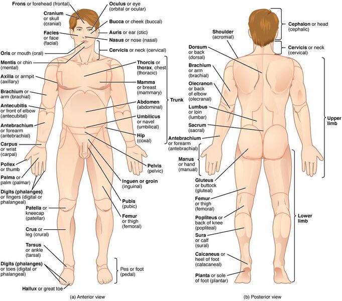 File:Regions of Human Body.jpg