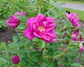 Rosa 'Rotes Meer' (rugosa hybrid).jpg
