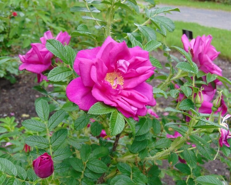 File:Rosa 'Rotes Meer' (rugosa hybrid).jpg