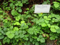 Rubus nepalensis - Berlin Botanical Garden - IMG 8740.JPG