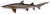 Sandtiger shark (Duane Raver).png