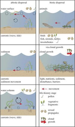 Seagrass movement.jpg