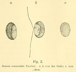 Sennia commutata Pascher (1912).jpg