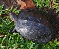 An adult black marsh turtle among fallen leaves and grass with its head extended