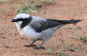 Southern White-crowned Shrike, Eurocephalus anguitimens, gleaning ants from the early morning soil at Marakele National Park, South Africa (13952312157).jpg