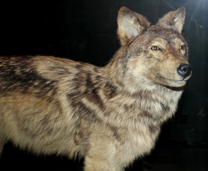 File:Stuffed Newfoundland wolf.jpg