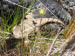 Tan colored lizard in grass near a rock. A 5-petaled yellow flower is directly above it.