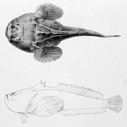 Thalassophryne maculosa Transactions of the Zoological Society of London (Pl. 68) (7408565536).jpg