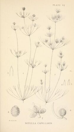 The British Charophyta (1920) (20229443098).jpg