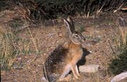 Brown hare