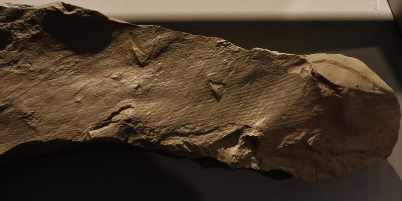 File:Tylosaurus sp skin 1.JPG