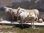Wild albino donkeys.jpg