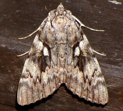 Yellow-banded Underwing.jpg