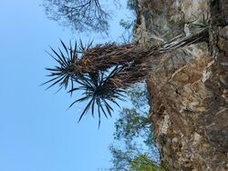 Yucca capensis.jpg