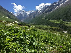 "Flowers Blossom at Valley of Flowers Chamoli, India" 58.jpg