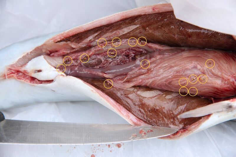 File:004 Fish parasites marked with circles - anisakis nematode parasites in mackerel fish caught in Norway.jpg