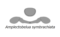 20210516 Radiodonta head sclerites Amplectobelua symbrachiata.png