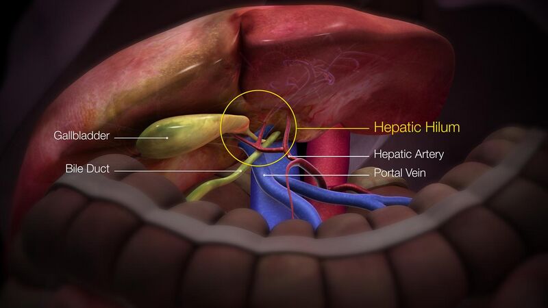 File:3D Medical Animation liver parts.jpg