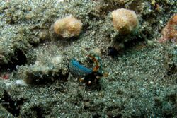 48-EastTimor-Dive1 Behau Village 26 (Nudibranch Thuridilla-Gracilis)-APiazza.JPG