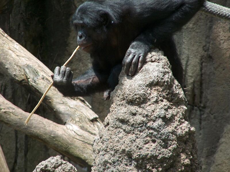 File:A Bonobo at the San Diego Zoo "fishing" for termites.jpg