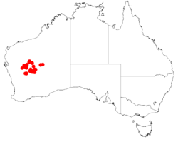 Acacia xanthocarpaDistMap968.png