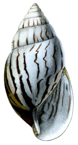 Achatina craveni shell.png
