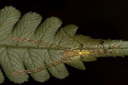 Anaptomecus longiventris.jpg