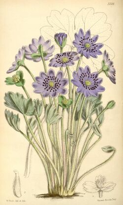 Anemone angulosa - Curtis' 91 (Ser. 3 no. 21) pl. 5518 (1865).jpg