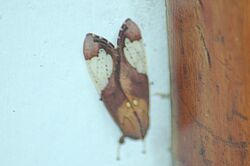 Bertholdia ockendeni (Erebid moth) 2015-06-12 (1) (25479566127).jpg