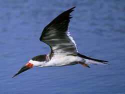 Blackskimmer64.jpg