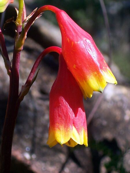 File:Blandfordia nobilis Berowra Valley.JPG
