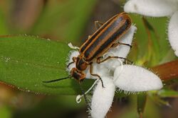 Blister Beetle - Epicauta strigosa, Okeefenokee Swamp National Wildlife Refuge, Folkston, Georgia.jpg
