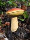 A mushroom with an orange-brown cap and a yellowish underside that somewhat resembles a sponge. The light-yellow stem is about half the thickness of the caps diameter. This mushroom is growing on the ground, surrounded by twigs, leaves, log and other forest floor debris.