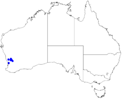 Boronia ericifolia DistMap38.png