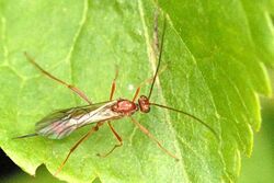 Braconidae2.-.lindsey.jpg