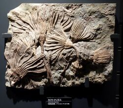 Cactocrinus imperator - National Museum of Nature and Science, Tokyo - DSC07702.JPG