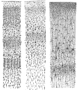 Cajal cortex drawings.png