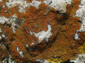 reddish scale-like growth on a whitish, crystalline rock