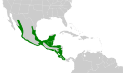 Campephilus guatemalensis map.svg