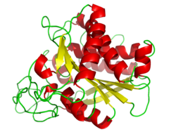 Carboxypeptidase A.png
