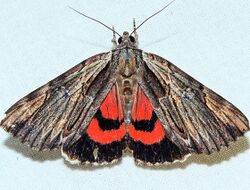Catocala ultronia - Ultronia Underwing Moth (15441253163).jpg