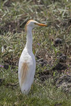 Cattle egret (Bubulcus ibis) summer plumage Cyprus.jpg