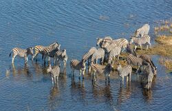 Plains zebras drinking at a river