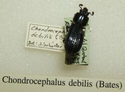 Chondrocephalus debilis sjh.jpg