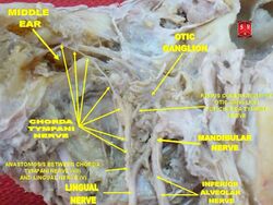 Chorda tympani nerve.jpg