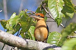 Cinnamon-banded Kingfisher (Todiramphus australasia) (cropped).jpg