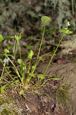 Claytonia perfoliata 6641.JPG