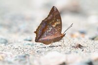 Close wing position of Charaxes bernardus Fabricius, 1793 – Tawny Rajah UN.jpg