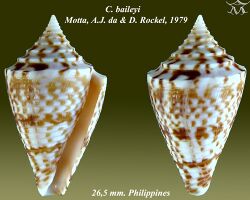 Conus baileyi 1.jpg