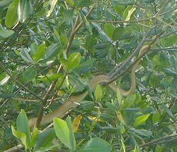 Cooks Tree Boa, Caroni Swamp Trinidad.jpg